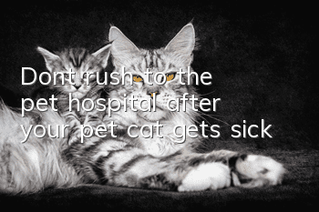 Don’t rush to the pet hospital after your pet cat gets sick