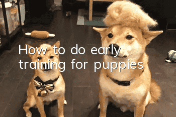 How to do early training for puppies