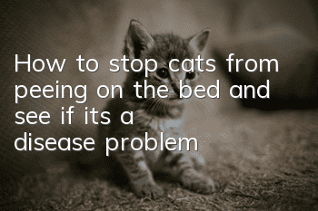 How to stop cats from peeing on the bed and see if it’s a disease problem!