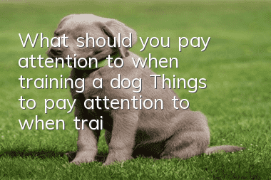 What should you pay attention to when training a dog? Things to pay attention to when training a dog!