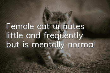 Female cat urinates little and frequently but is mentally normal