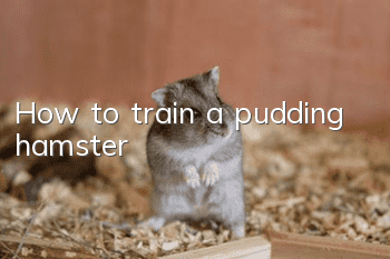 How to train a pudding hamster