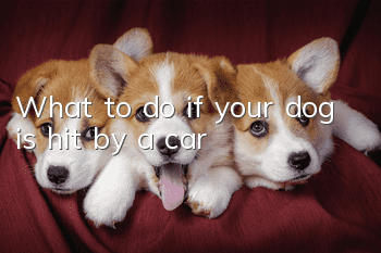 What to do if your dog is hit by a car