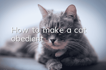 How to make a cat obedient?