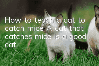 How to teach a cat to catch mice? A cat that catches mice is a good cat!