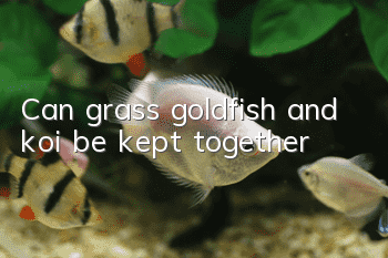 Can grass goldfish and koi be kept together?