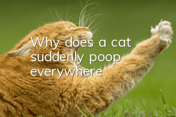 Why does a cat suddenly poop everywhere?