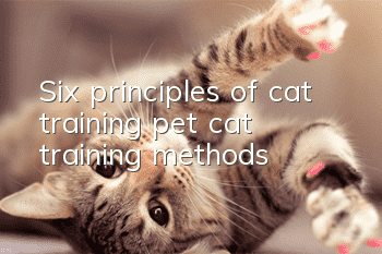 Six principles of cat training, pet cat training methods!