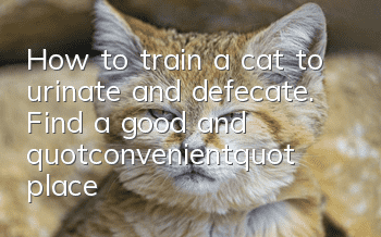 How to train a cat to urinate and defecate. Find a good and "convenient" place