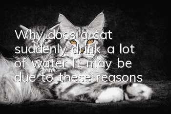 Why does a cat suddenly drink a lot of water? It may be due to these reasons!