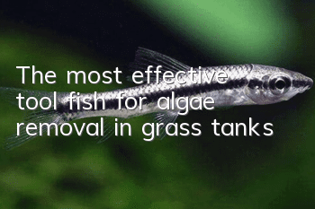 The most effective tool fish for algae removal in grass tanks