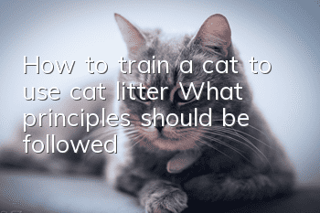 How to train a cat to use cat litter? What principles should be followed?