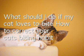 What should I do if my cat loves to bite? How to correct your cat’s biting habit