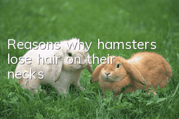 Reasons why hamsters lose hair on their necks