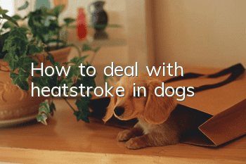 How to deal with heatstroke in dogs