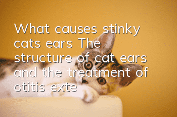 What causes stinky cats’ ears? The structure of cat ears and the treatment of otitis externa!