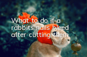 What to do if a rabbit’s nails bleed after cutting them