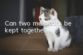 Can two male cats be kept together?