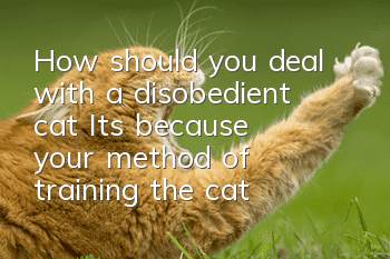 How should you deal with a disobedient cat? It’s because your method of training the cat is useless!