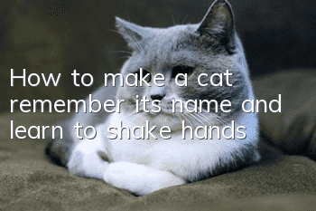How to make a cat remember its name and learn to shake hands