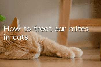 How to treat ear mites in cats?