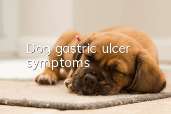 Dog gastric ulcer symptoms