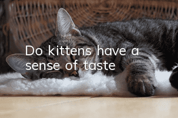 Do kittens have a sense of taste?