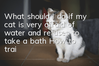 What should I do if my cat is very afraid of water and refuses to take a bath? How to train a cat not to be afraid of water?