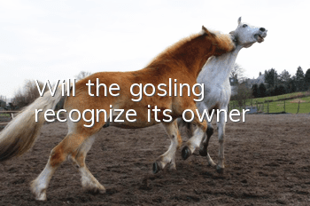 Will the gosling recognize its owner?
