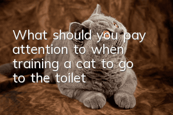 What should you pay attention to when training a cat to go to the toilet?