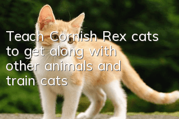 Teach Cornish Rex cats to get along with other animals and train cats!