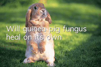 Will guinea pig fungus heal on its own?