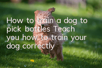 How to train a dog to pick bottles? Teach you how to train your dog correctly!