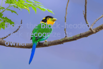 Does the black-headed Keck recognize its owner?