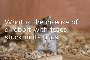 What is the disease of a rabbit with feces stuck in its anus?