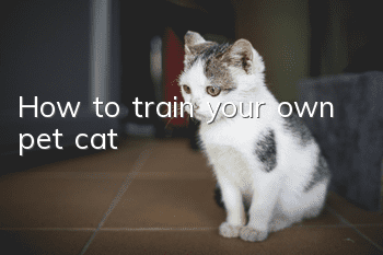 How to train your own pet cat?
