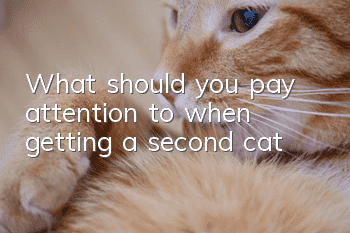 What should you pay attention to when getting a second cat?