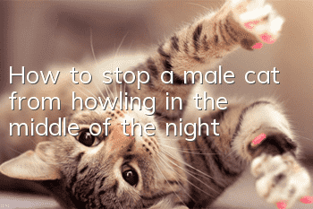 How to stop a male cat from howling in the middle of the night?