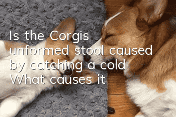 Is the Corgi's unformed stool caused by catching a cold? What causes it?
