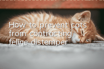How to prevent cats from contracting feline distemper?