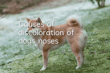 Causes of discoloration of dogs’ noses