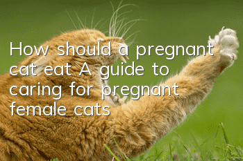 How should a pregnant cat eat? A guide to caring for pregnant female cats!