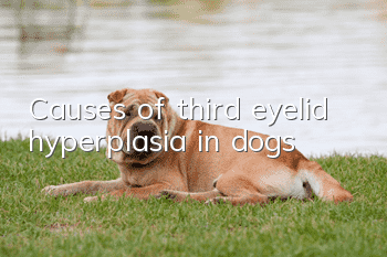 Causes of third eyelid hyperplasia in dogs