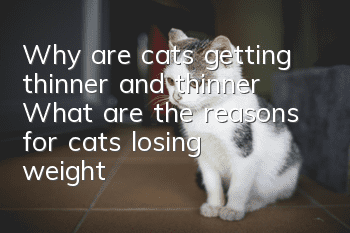 Why are cats getting thinner and thinner? What are the reasons for cats losing weight!