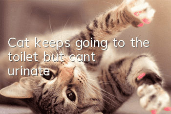 Cat keeps going to the toilet but can't urinate