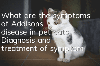 What are the symptoms of Addison's disease in pet cats? Diagnosis and treatment of symptoms of Addison's disease in cats!