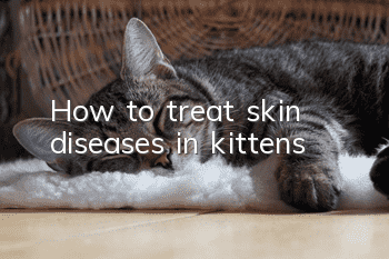 How to treat skin diseases in kittens