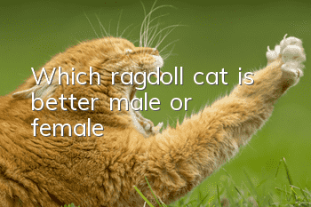 Which ragdoll cat is better, male or female?