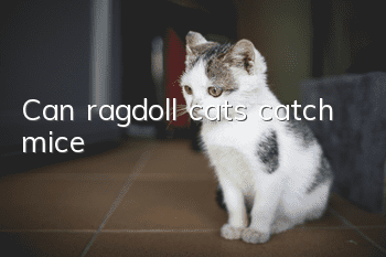 Can ragdoll cats catch mice?