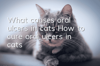 What causes oral ulcers in cats? How to cure oral ulcers in cats!